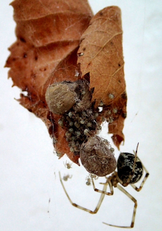 Parasteatoda tepidariorum con prole